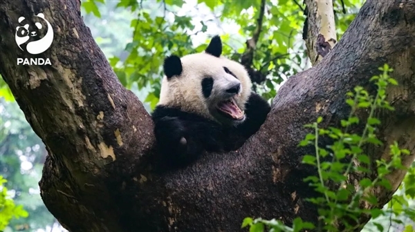 两人被终身禁入成都熊猫基地：假期参观时擅自投喂苹果