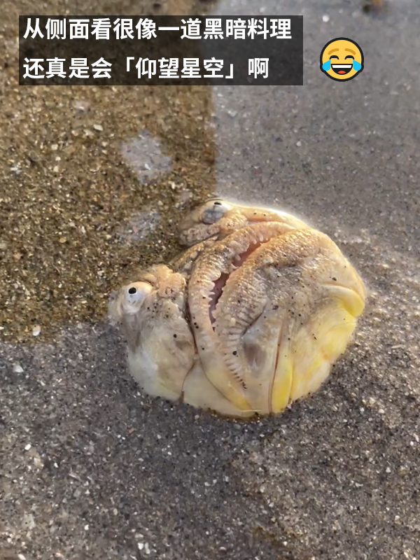 这种得像一道黑暗料理的鱼：像极了上班时发呆的你