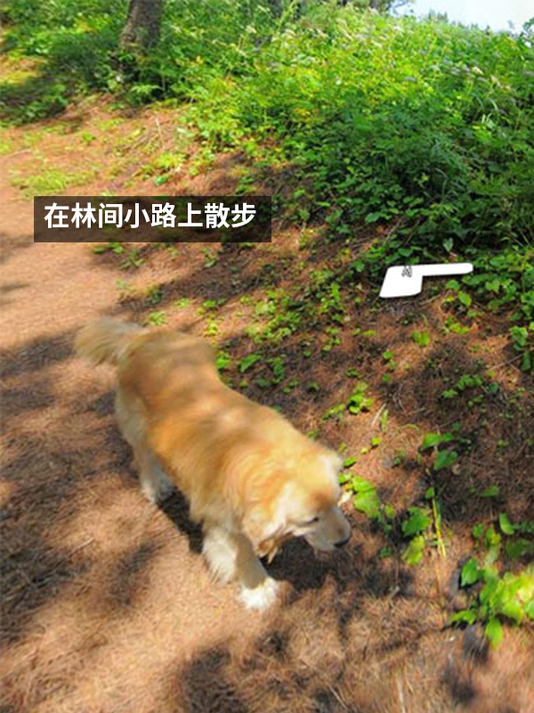 最惹人爱的跟踪狂 网红狗追了地图摄影师一路：被抓拍上千张照片