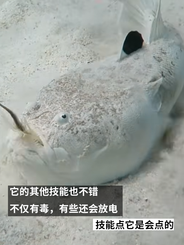 这种得像一道黑暗料理的鱼：像极了上班时发呆的你