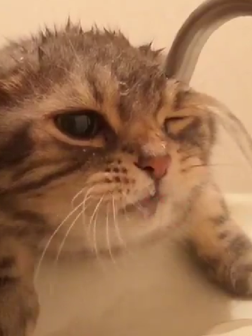 起猛了！小猫咪竟然和水龙头疯狂大战