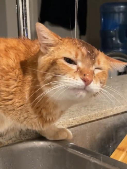 起猛了！小猫咪竟然和水龙头疯狂大战
