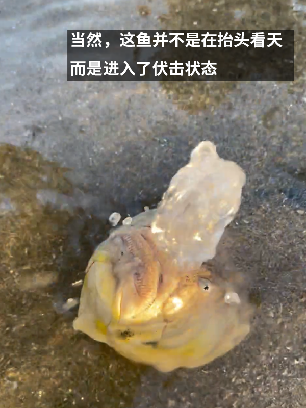 这种得像一道黑暗料理的鱼：像极了上班时发呆的你