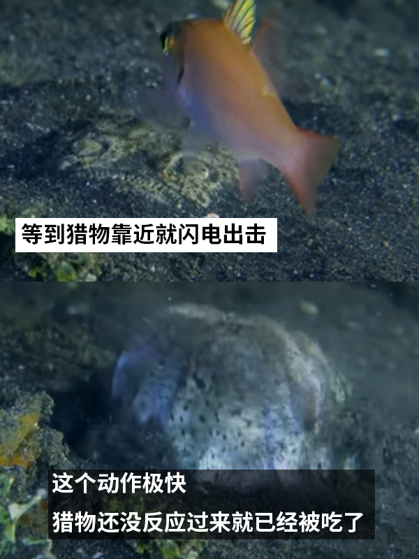 这种得像一道黑暗料理的鱼：像极了上班时发呆的你