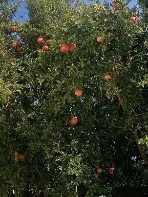 科学家也没招：无籽石榴可能永远造不出来
