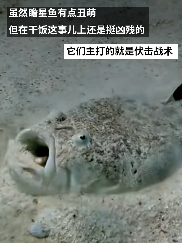 这种得像一道黑暗料理的鱼：像极了上班时发呆的你