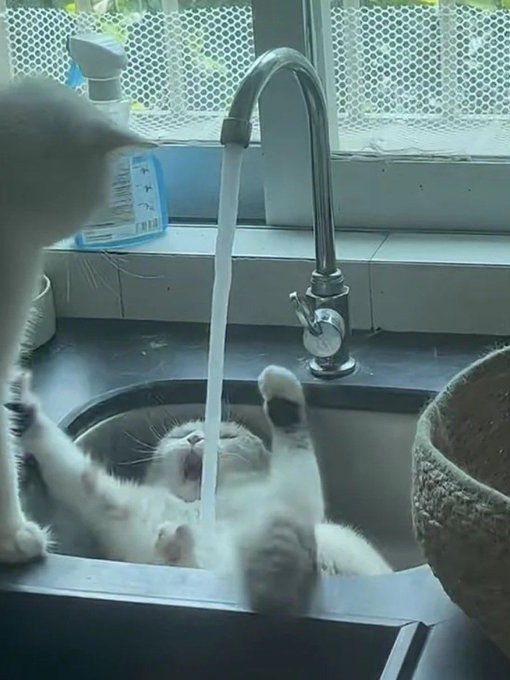 起猛了！小猫咪竟然和水龙头疯狂大战