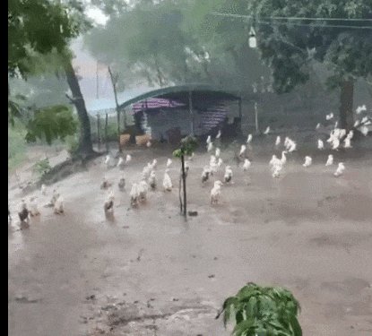 为什么下雨时 鸭子就在雨中傻站着一动不动？