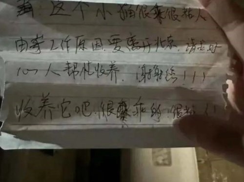 春节前是弃养宠物高峰期 身价上万的宠物被扔到街上